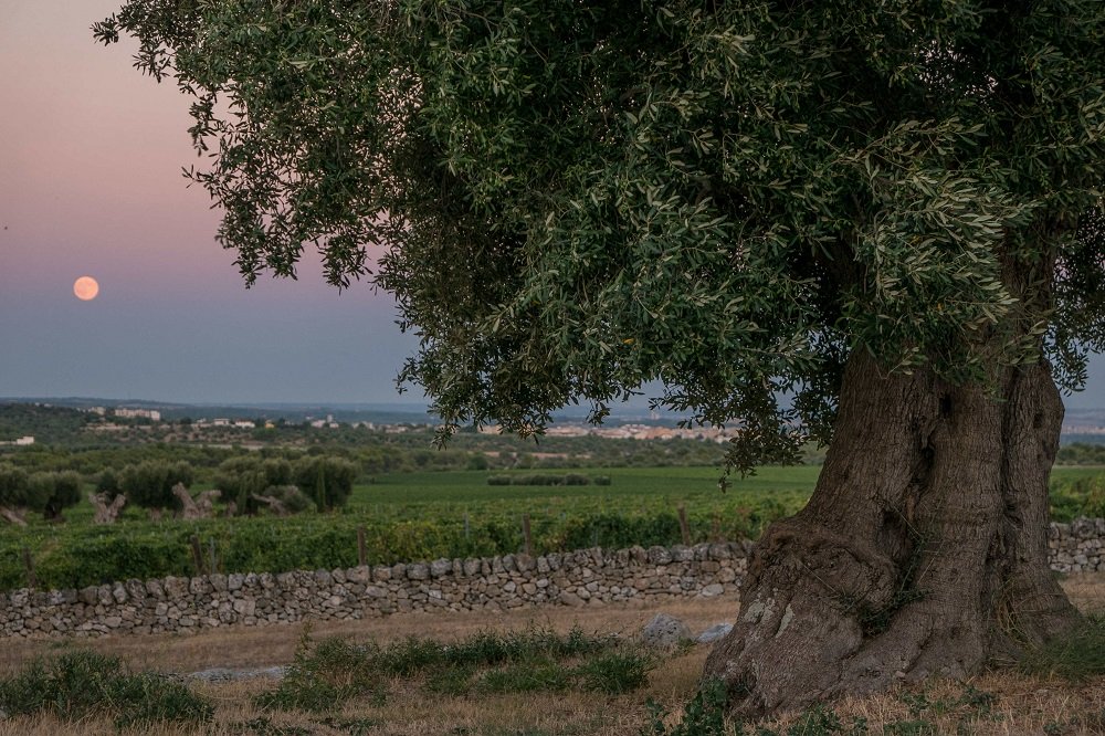 parc plants 120 000 olive saplings in balochistan