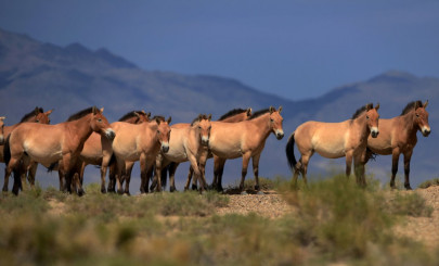 all the wild horses are extinct says new research all the wild horses are extinct says new research