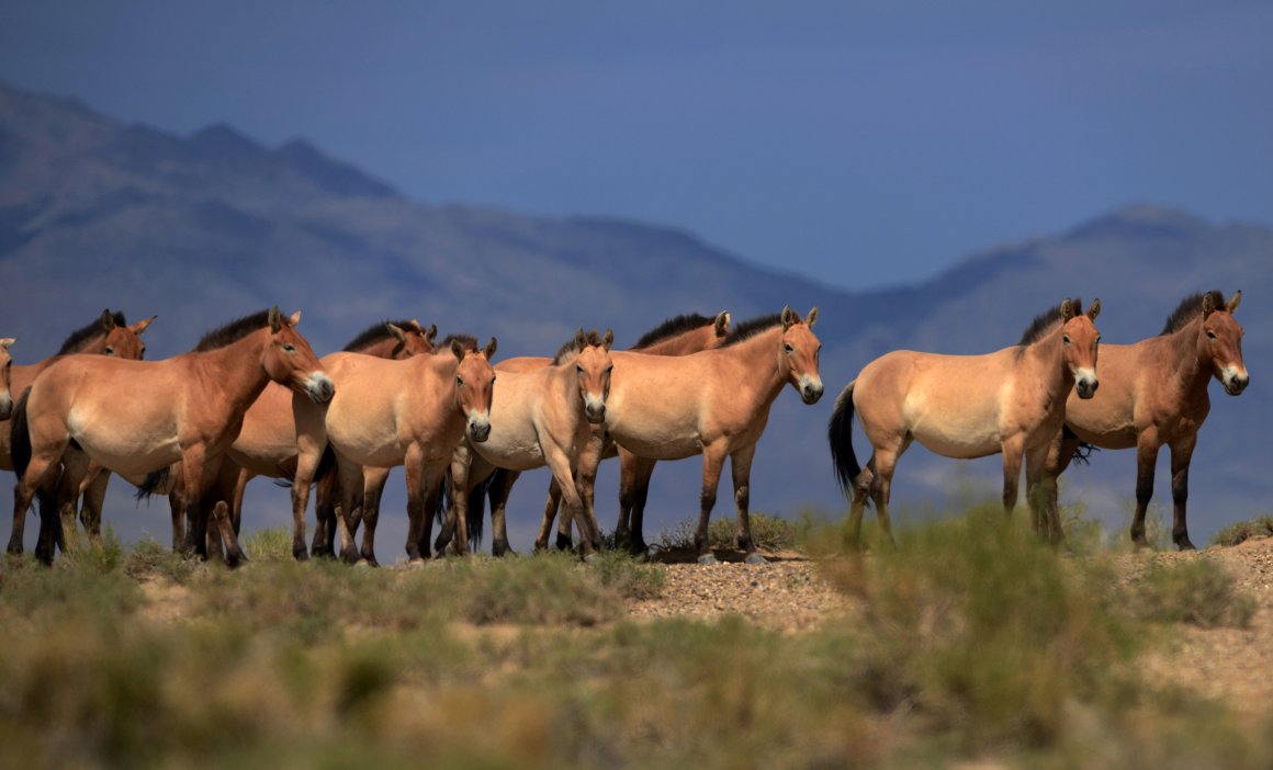 a herd of endangered przewalski horses are seen at the takhin us national park in the south west part of mongolia photo reuters