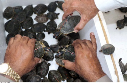 wildlife department recovers 154 smuggled tortoises in karachi s liaquatabad wildlife department recovers 154 smuggled tortoises in karachi s liaquatabad