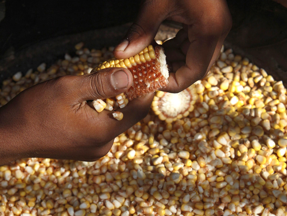 a boy removes corn from a cob before preparing to cook the kernels photo reuters