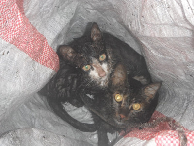kittens rescued from 70 feet well in pindi kittens rescued from 70 feet well in pindi