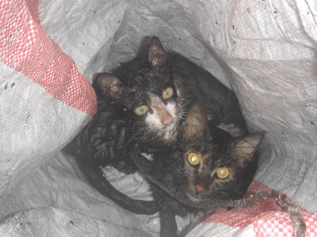 the stray cats were not hurt and were released in the opened photo express arsalan altaf the stray cats were not hurt and were released in the opened photo express arsalan altaf
