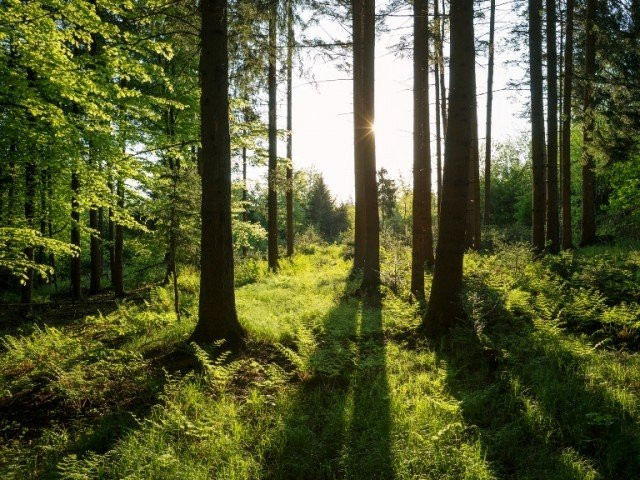 130m trees will be planted photo express 130m trees will be planted photo express
