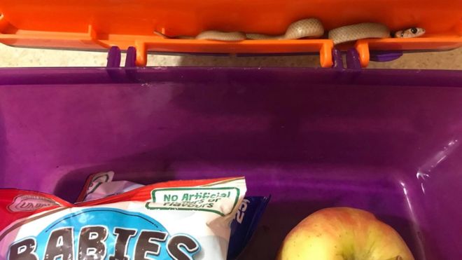 venomous snake sneaks into lunchbox in down under