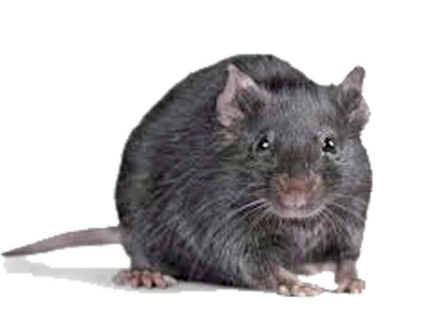 over 50 000 rats in parliament parc survey over 50 000 rats in parliament parc survey