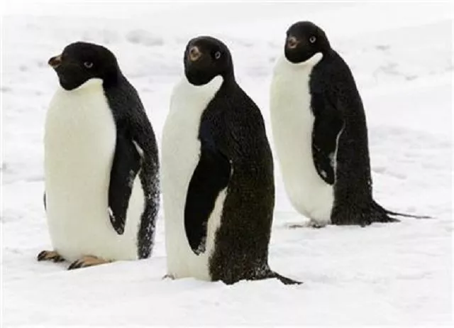 1 5 million penguins discovered in antarctica photo reuters 1 5 million penguins discovered in antarctica photo reuters