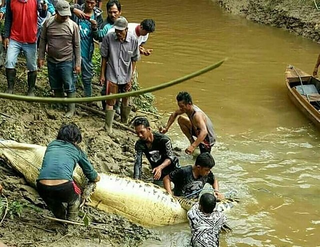 human limbs found in the belly of a huge crocodile photo afp