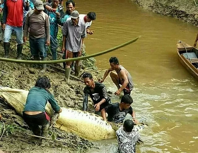 human limbs found in the belly of a huge crocodile photo afp human limbs found in the belly of a huge crocodile photo afp