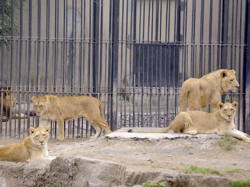 lions rest in their cage at zoo in lahore the international wildlife day was observed on march 3 across the world photo online