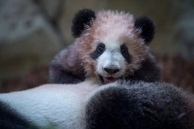 a picture taken on january 12 2018 at the beauval zoo in saint aignan sur cher central france shows cub panda yuan meng playing with its mother huan huan inside its new enclosure photo afp