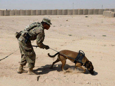 bomb sniffing dogs mistreated by us military after returning from afghanistan bomb sniffing dogs mistreated by us military after returning from afghanistan
