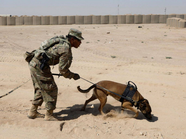 a us army dog undergoes training to detect explosive devices photo reuters file a us army dog undergoes training to detect explosive devices photo reuters file
