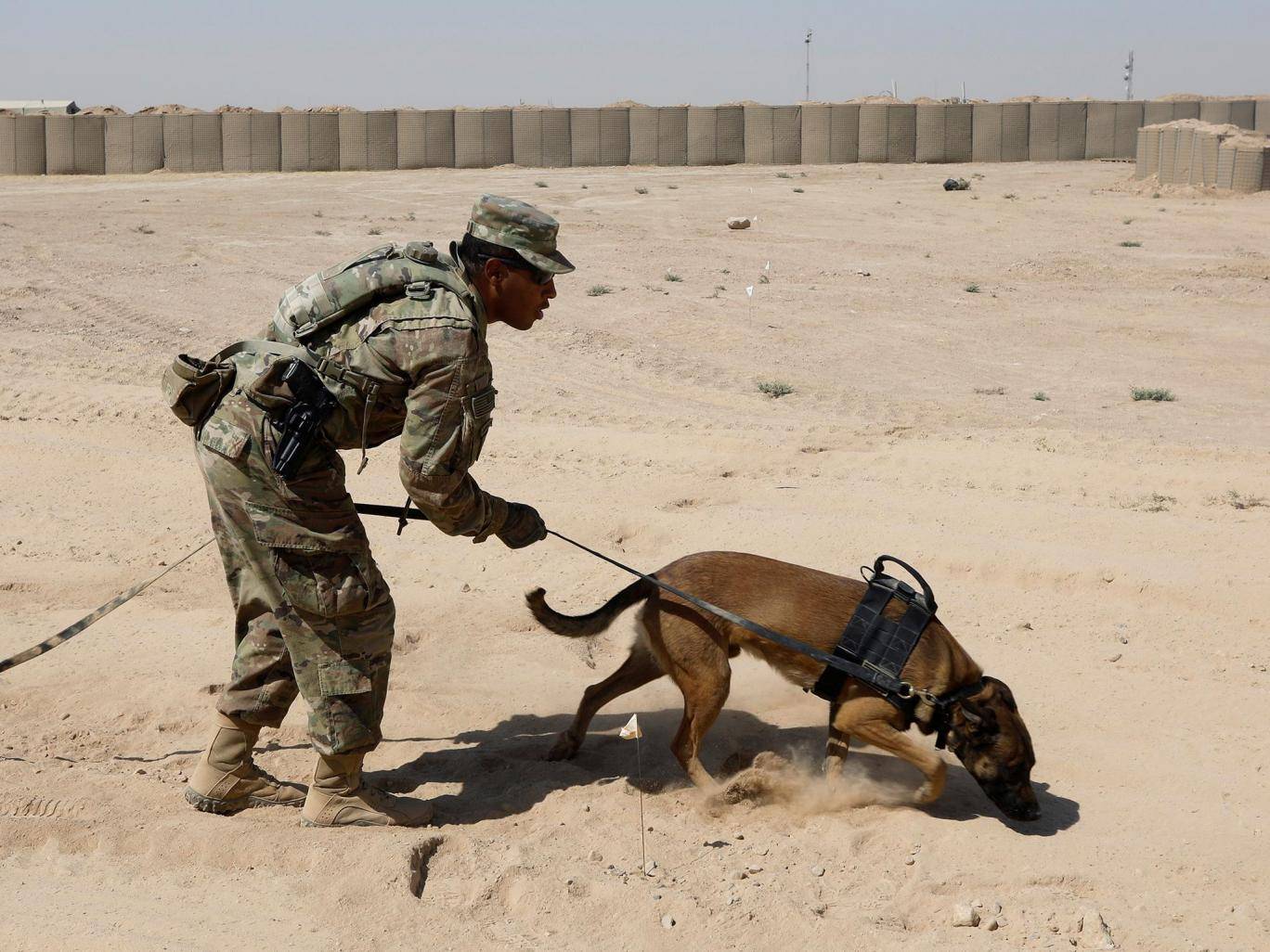 a us army dog undergoes training to detect explosive devices photo reuters file