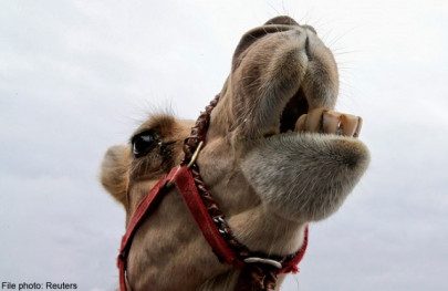 full of nutrients plan to promote camel milk on the cards full of nutrients plan to promote camel milk on the cards