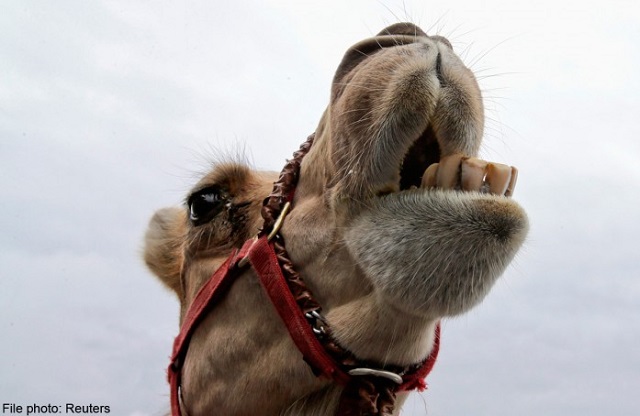 camel milk to be promoted photo reuters