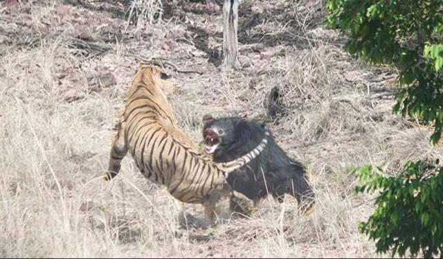 the ferocious battle between the jungle giants was captured on film by a tour guide in maharashtra photo courtesy akshay kumar bamboo forest safari lodge