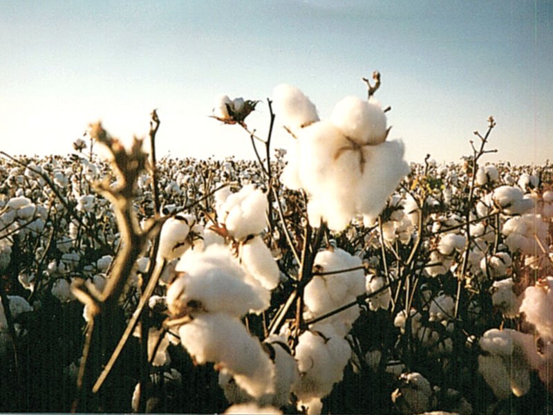 cotton management photo file