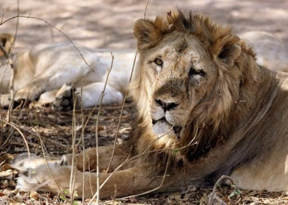india s endangered lion population increases to 600 india s endangered lion population increases to 600