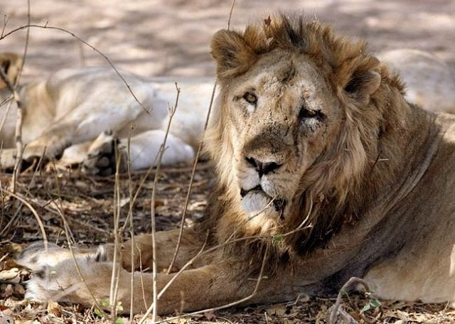 asiatic lion photo reuters asiatic lion photo reuters