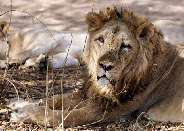 asiatic lion photo reuters