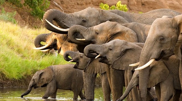 there are roughly 500 000 african elephants in the world with about one sixth in zimbabwe photo reuters