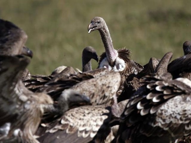 vultures eat a dead wildebeest in masai mara national reserve october 8 2014 photo reuters