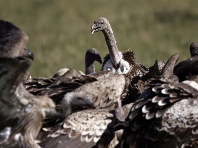 vultures eat a dead wildebeest in masai mara national reserve october 8 2014 photo reuters vultures eat a dead wildebeest in masai mara national reserve october 8 2014 photo reuters
