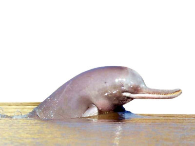 measures taken efforts afoot to save endangered blind dolphin measures taken efforts afoot to save endangered blind dolphin