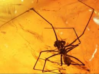 termites sacrifice their elderly in ant wars study