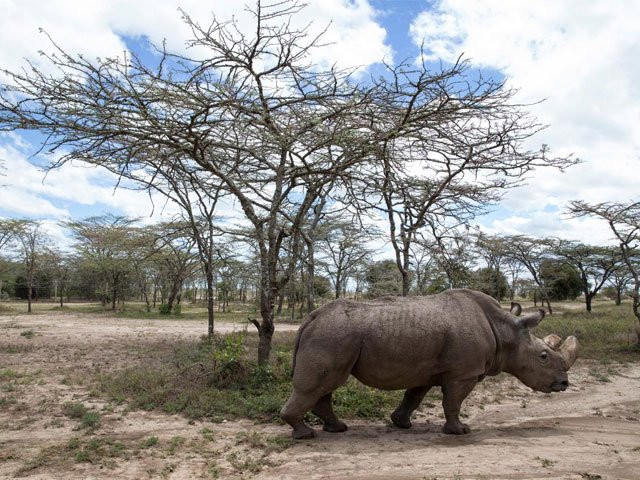 sudan the last surviving male northern white rhino grazes at the ol pejeta conservancy in laikipia national park kenya may 3 2017 photo reuters sudan the last surviving male northern white rhino grazes at the ol pejeta conservancy in laikipia national park kenya may 3 2017 photo reuters