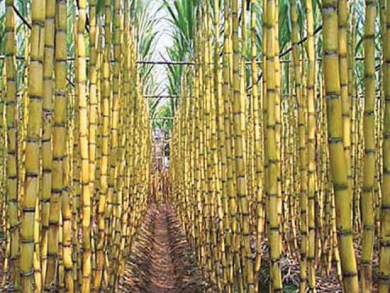 sugarcane crop photo file