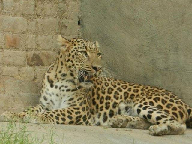 climate change minister warns against overhunting of big cats photo express climate change minister warns against overhunting of big cats photo express