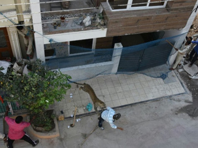 leopard strays into residential area injuring four in india leopard strays into residential area injuring four in india