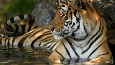 sumatran tiger kills indonesian man