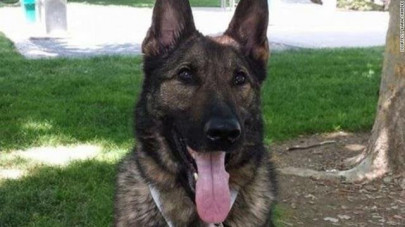 dog destined for kansas flown to japan via united airlines