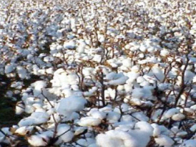 for two and a half decades pakistan s cotton output remains virtually stagnant
