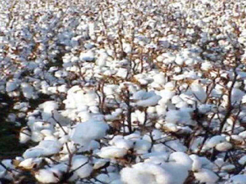 the committee listed different causes of stagnation in cotton harvest which included the use of old first generation bt technology absence of better quality seeds lack of solutions to the virus problem low processing quality and high contamination levels photo file