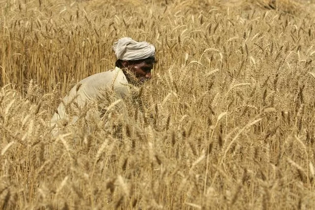the apps will provide advice on how to improve crops and show the weather conditions in real time photo reuters the apps will provide advice on how to improve crops and show the weather conditions in real time photo reuters