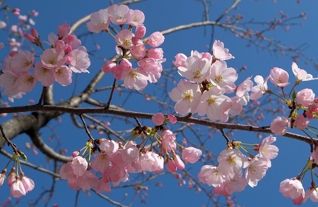 early bloomig cherry blossoms are seen in tokyo on march 17 2018 the weather agency announced the start of the cherry blossom season in the tokyo area four days earlier than last year photo afp