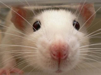 frequent human exposure makes wild mice change appearance study