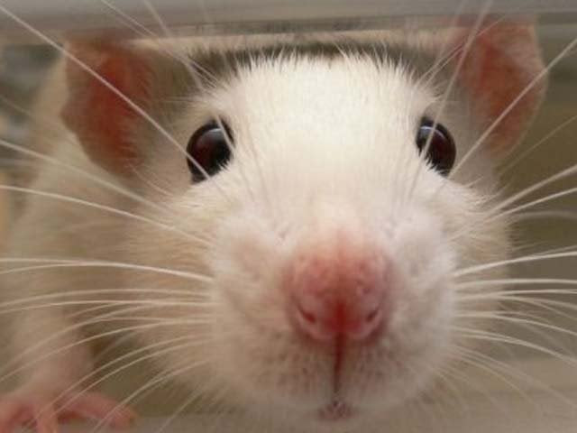 wild mice living in close proximity to humans end up looking different within a decade photo http mobile abc net au wild mice living in close proximity to humans end up looking different within a decade photo http mobile abc net au