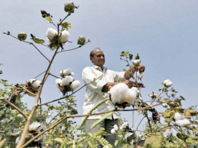 fortnightly report cotton supply increases 7 7 by mid march