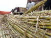 cane growers decry unfair pricing delays in crushing