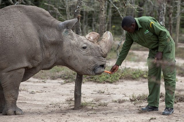 sudan the last surviving male northern white rhino is fed by a warden at the ol pejeta conservancy in laikipia national park kenya may 3 2017 photo reuters