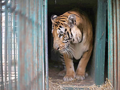 rawal becomes third tiger death at zoo