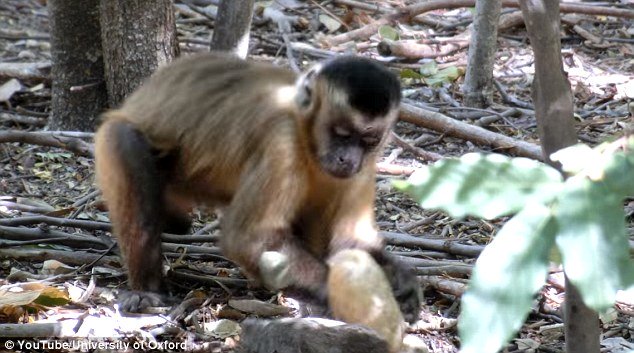 monkeys use tools to crack nuts shuck oysters say researchers