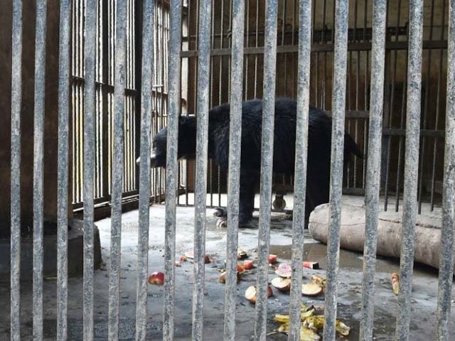 nineteen year old sloth bear rangila a former dancing bear who was rescued in 2017 seen in in an enclosure at the kathmandu zoo before she died photo afp file