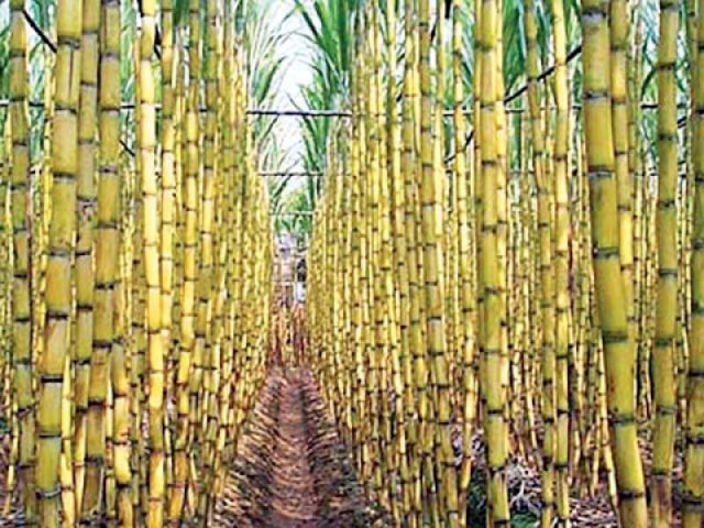 instead of approving the receipt mechanism the pml n government doled out billions of rupees in export subsidy to the sugar barons photo file