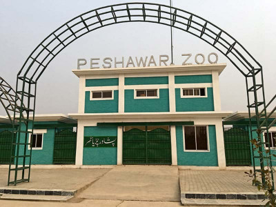 committee formed to probe peshawar zoo after animal deaths committee formed to probe peshawar zoo after animal deaths
